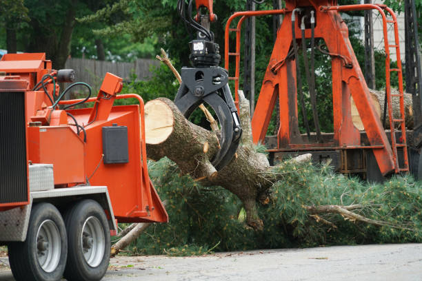 Best Tree Branch Trimming  in Westmoreland, TN